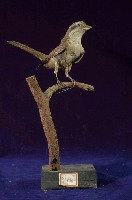 藏品(灰頭紅尾伯勞)的圖片